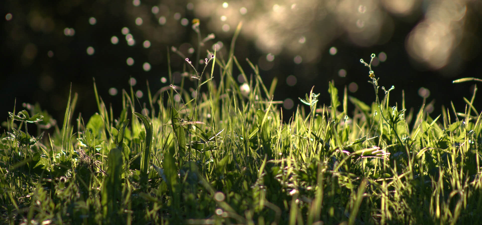 Varieties of Crops, Seeds, Seedlings, Vegetables supply