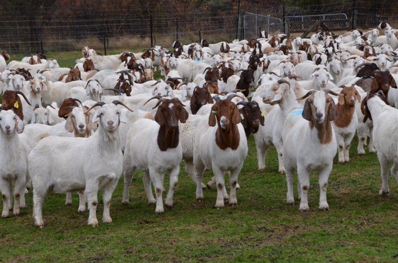 All kinds of LIVESTOCK/ANIMAL Farming, Breeding and Supply