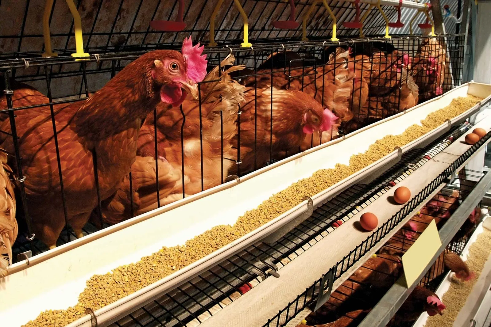 Poultry Farming and Supply